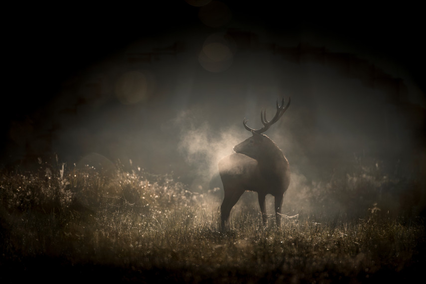 Le Chant des Forêts